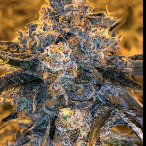 SEEDS JUNKY GENETICS
